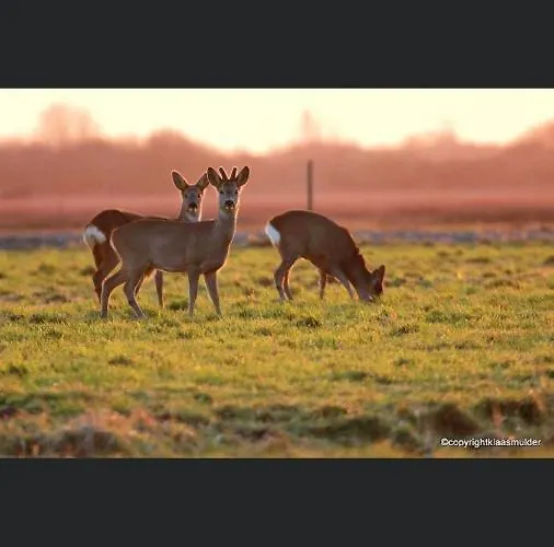 Roederhaus Bed & Breakfast Goedereede
